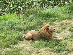 -西霞口神雕山野生动物世界