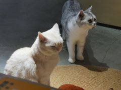 -more than meow吴止猫主题餐厅(承德 中船汇店)