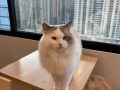 -有喵·猫咖·狗咖·30几只猫10只小狗(岗厦店)
