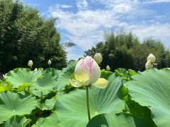 -上海辰山植物园