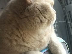 -东方名猫馆·英短金渐层布偶猫舍(环线广场1号楼店)