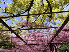 -嘉定紫藤园
