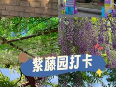 -嘉定紫藤园