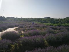 -大塘金香草谷