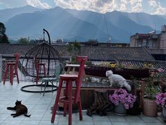 -喵屿·大理花园猫咖