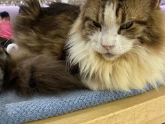 -more than meow吴止猫主题餐厅(承德 中船汇店)