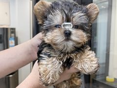 -萌宠之家·腊肠犬·马尔泰·小体犬舍