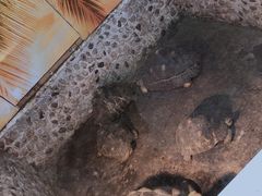-上海大自然野生昆虫馆(东方明珠·爬宠昆虫探索中心)