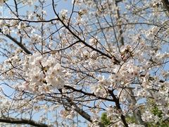 -高东镇樱花园