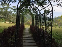 -银湖山郊野公园-相思林