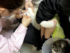 -全心全意连锁动物医院·特色中医诊疗(会城门分院)