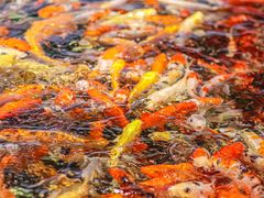 -龙悦湾酒家·八阵鱼生·渔人码头店