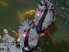 -湖鲜楼