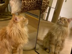 -猫腻·猫咖·撸猫馆(星光大道店)