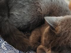 -泰国佛·塔罗·泰牌狐仙古曼