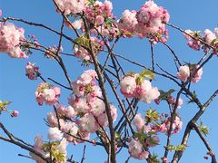 -高东镇樱花园
