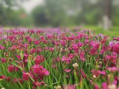 -径山花海