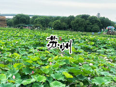 -荷塘月色湿地公园·向阳花洲