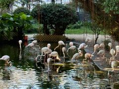 -香港皇家太平洋酒店