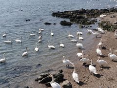 -烟墩角天鹅湖