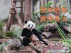-成都大熊猫繁育研究基地