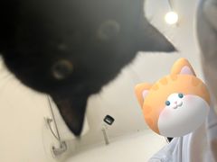 -有喵·猫咖·狗咖·30几只猫10只小狗(岗厦店)