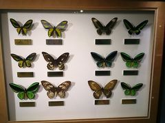 -上海昆虫博物馆