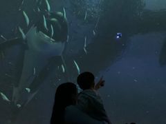 -烟台海昌鲸鲨海洋公园