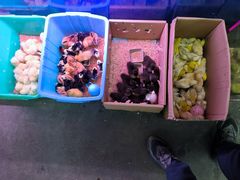 -花鸟鱼虫鲜花绿植市场(玉泉路店)