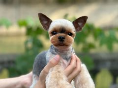 -鑫艺宠物美容培训学校