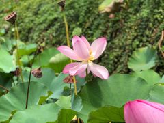 -苏州香山国际大酒店