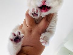 -猫十亿·布偶金渐层·曼基康矮脚猫舍(青年路店)