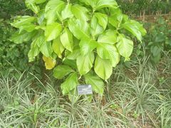 -东莞植物园