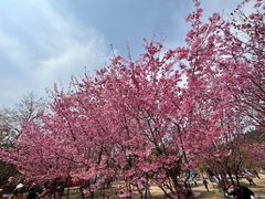 -绵阳盛世樱花悠乐谷