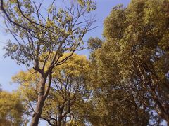 -上海鲜花港