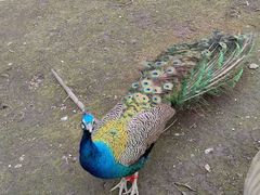 -哈尔滨北方森林动物园