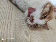 -乐派堂宠物医院·猫友好· 心脏科(东街店)