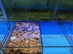 水产区-前王院•巧克力海鲜市集餐厅(万平口店)