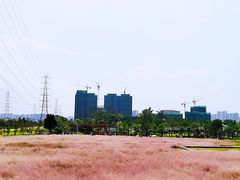 -王借岗森林公园
