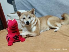 -FAELING PETS美天灵宠物(富力广场店)