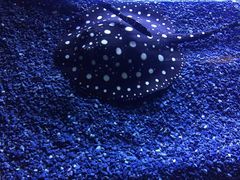 -上海海洋水族馆