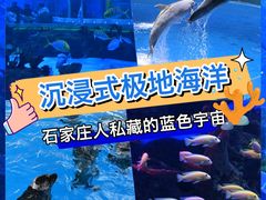 -石家庄极地海洋世界