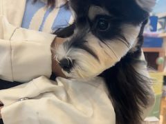 -翊宠yipet猫狗购宠庄园犬舍•猫舍