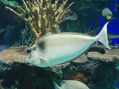 -瑞普利水族馆