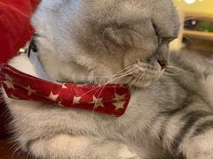 -猫色咖啡·猫咖