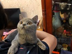 -东方名猫馆·英短金渐层布偶猫舍(环线广场1号楼店)