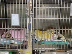 -瑞派动物医院·猫专科·至诚(江南中分院)