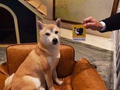 -崇明金茂凯悦酒店.宴会厅