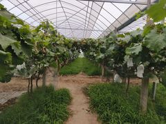 -马陆小张葡萄园农家乐