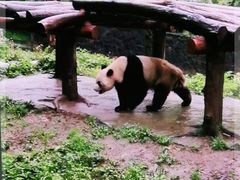 -都江堰中华大熊猫苑